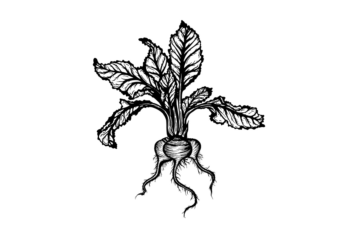Hand Drawn Vector Beet Graphics, a Food Illustration by Dorey Kronick Art&Design (Photo 4 of 7)