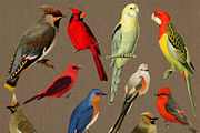 10 Vintage Birds Clip Art, an Animal Illustration by The Digital Download Shop (Thumbnail 2 of 2)