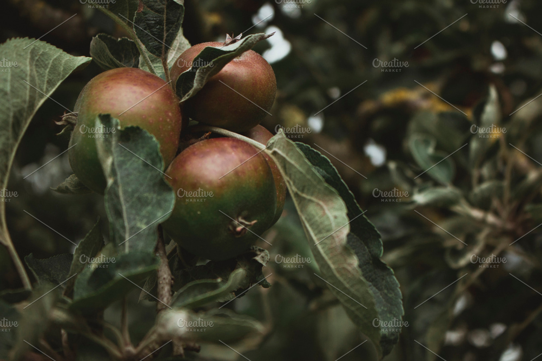 Group of Apples on Tree, a Nature Photo by Mallory Nicole