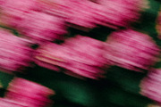 FlowerBloom 4 - Fine Art Photography, an Abstract Photo by Marie Dumora (Thumbnail 1 of 4)