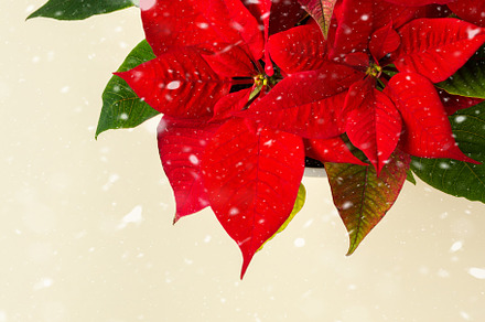Christmas Poinsettia flower closeup, a Holiday Photo by Pandateam