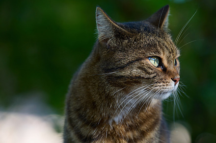 Portrait of an adult gray cat in nature, street animal, an Animal Photo by ndanko