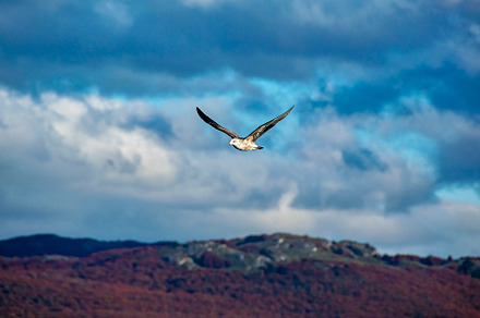 Sea bird flying over cloudy sky, an Animal Photo by DanFLCreativo