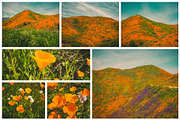 California Poppies Photo Bundle, a Nature Photo by Megs Lang (Thumbnail 4 of 6)