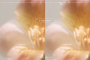 Airy flowers- Blurred floral set, a Background Graphic by Pamyatka Shop (Thumbnail 7 of 11)
