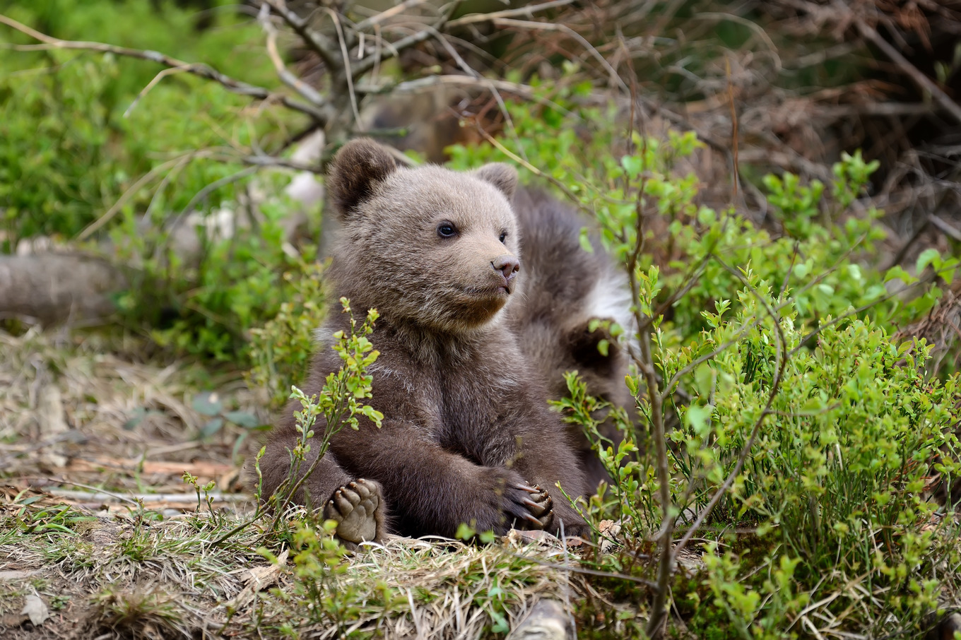 Bear cub containing wildlife, cub, and bear, an Animal Photo by Byrdyak ...