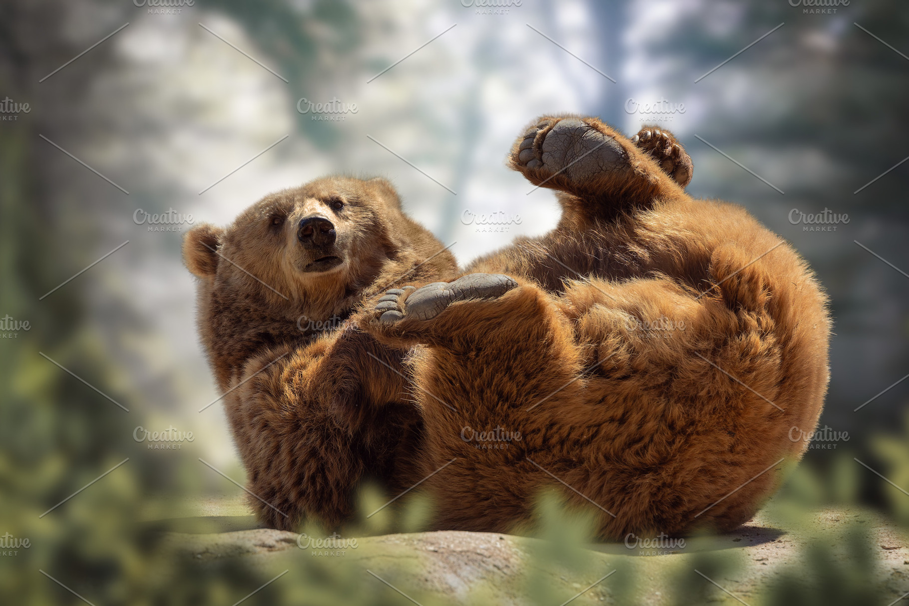 Grizzly Bear Playing on Its Back in, an Animal Photo by Perpis