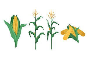 Corn Vector Illustration In Flat