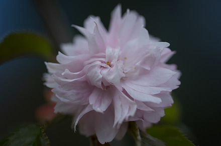 Sakura flowers close - up in spring, a Nature Photo by J&M Diversity