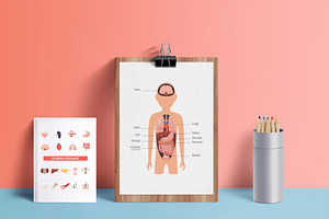 Human Organs Set