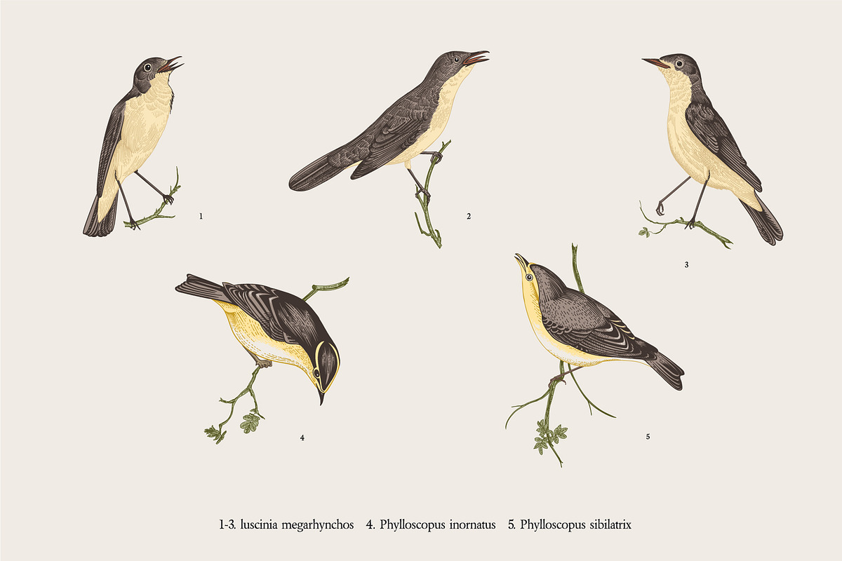Wild Roses, a Decorative Illustration by olga.korneeva (Photo 8 of 24)