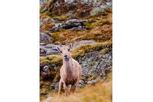 The Alpine ibex, capra ibex, also, an Animal Photo by reisegraf.ch