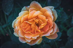 Jean giono rose ii featuring color, nature, and natural
