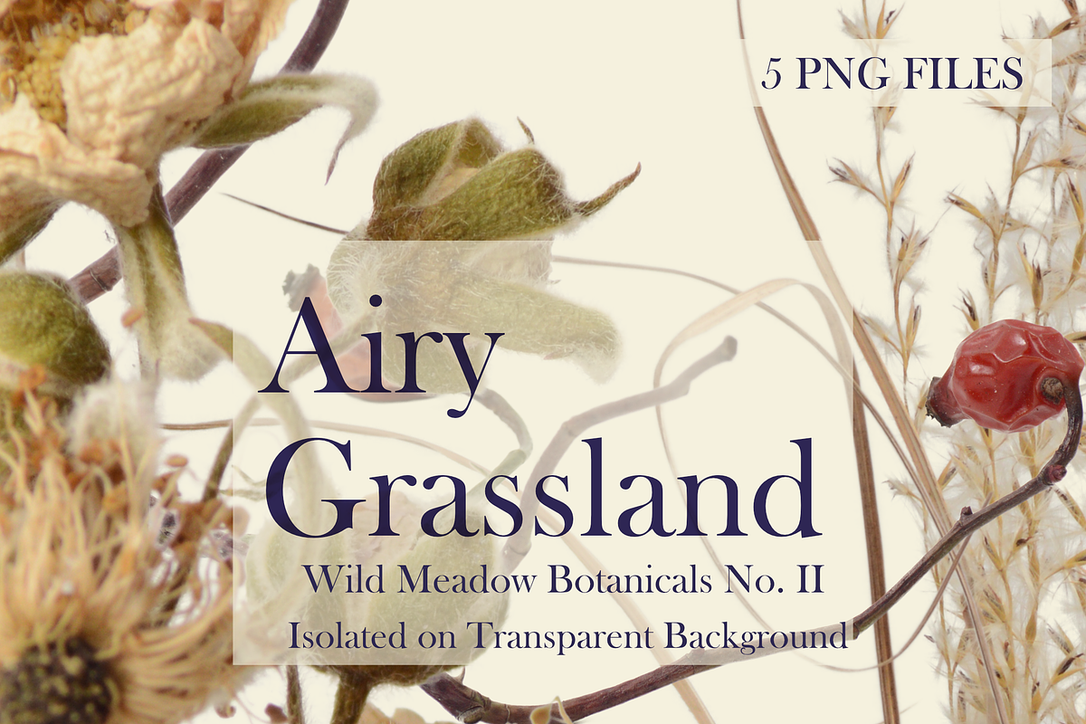 Airy Grassland — Wild Meadow Botanic, an Object Graphic by Aga Silva (Photo 1 of 8)