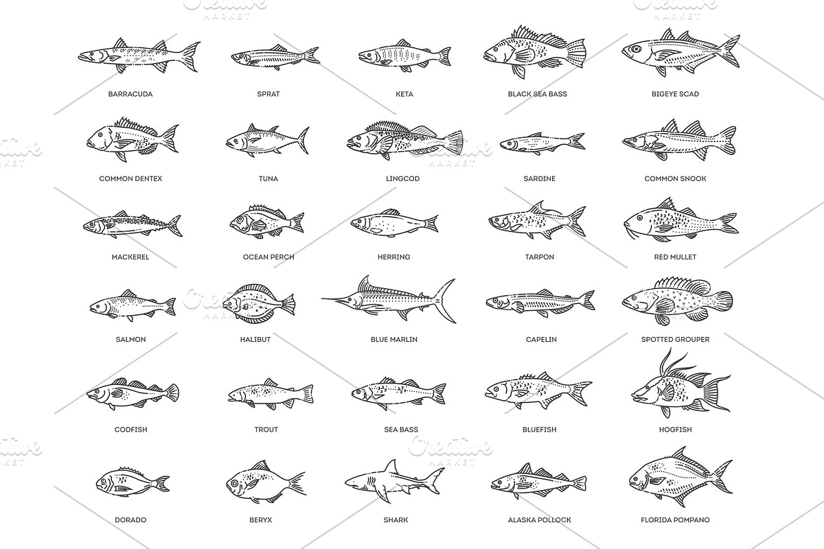 Saltwater fish set, an Animal Illustration by Tettygreen (Photo 1 of 3)