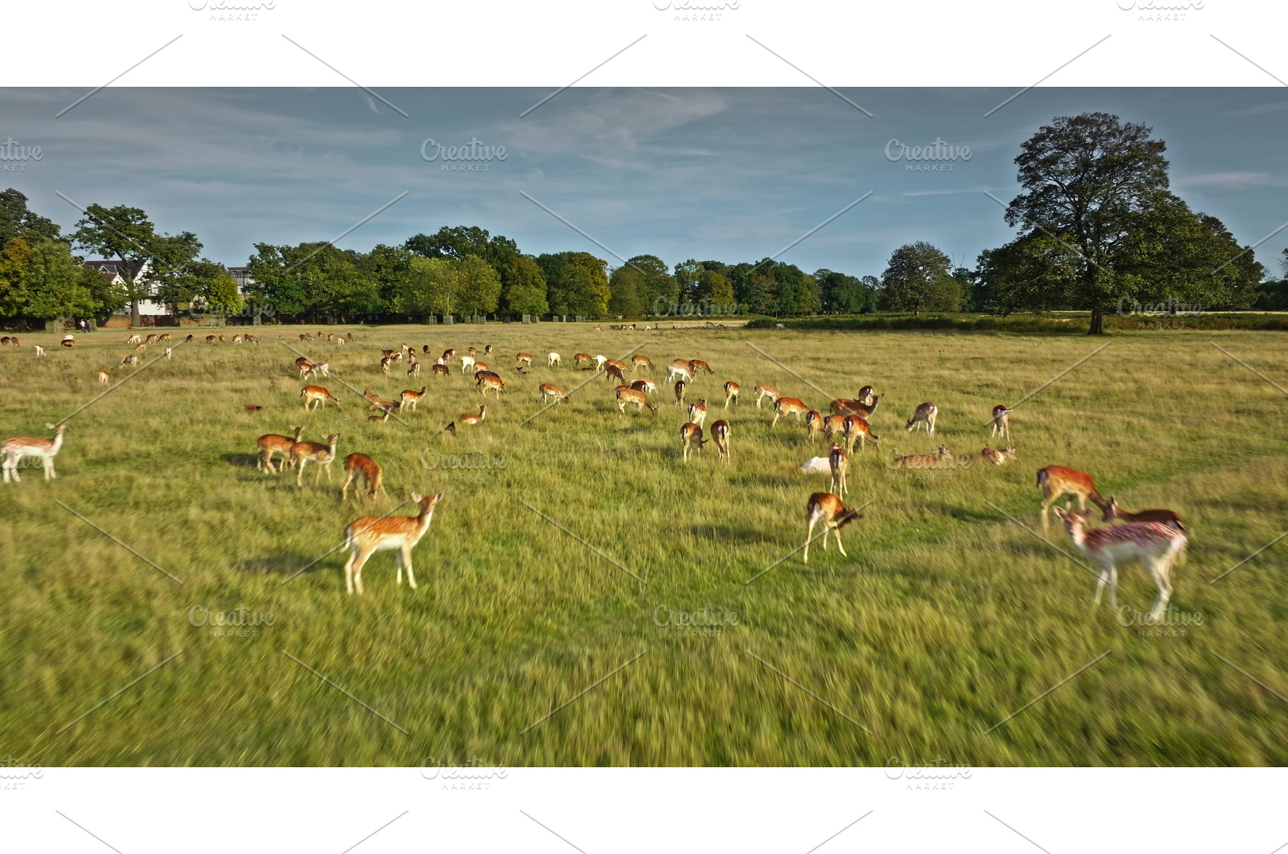 Herd of fallow deer grazing in a, an Animal Photo by Goinyk