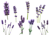 Lavender.PhotoSet, an Object Graphic by Pullia (Thumbnail 2 of 4)