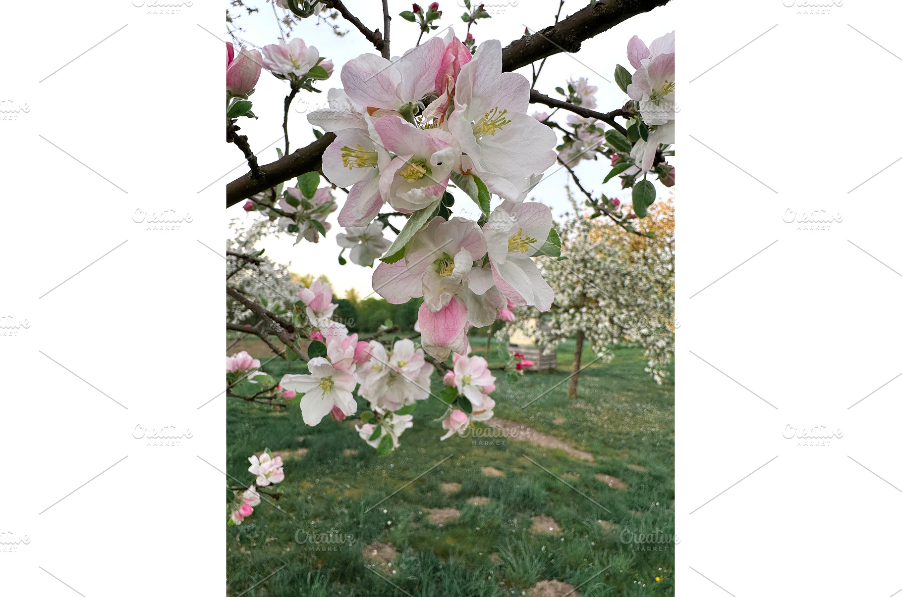 Close-up of blooming apple tree, a Photo by tilialucida