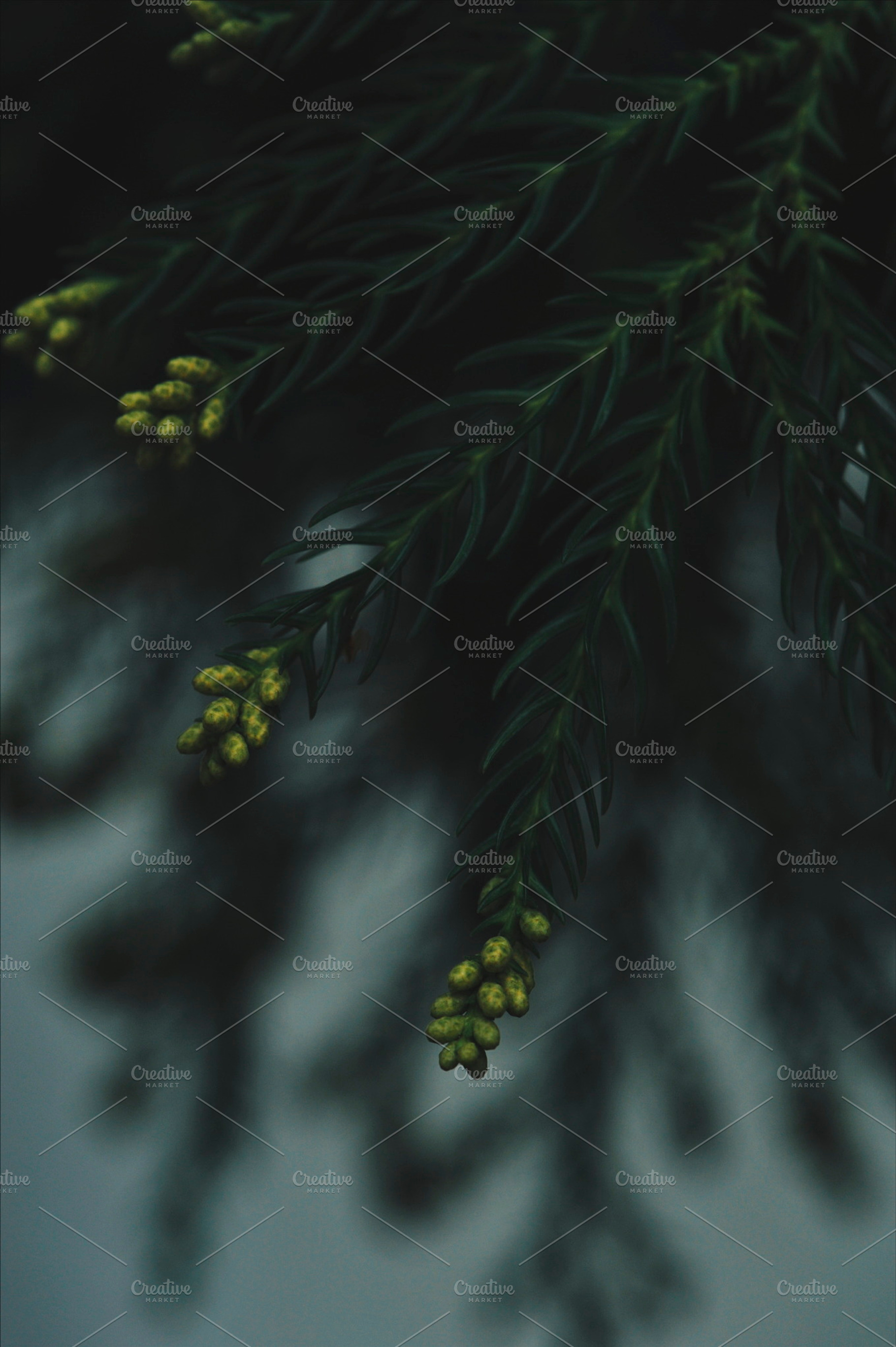 Conifer Branch, a Nature Photo by emm van emm