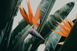 Tropical strelitzia flower photo