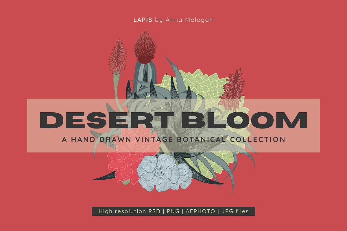 Desert Bloom-Set, a Decorative Illustration by StudioLapis (Photo 1 of 8)