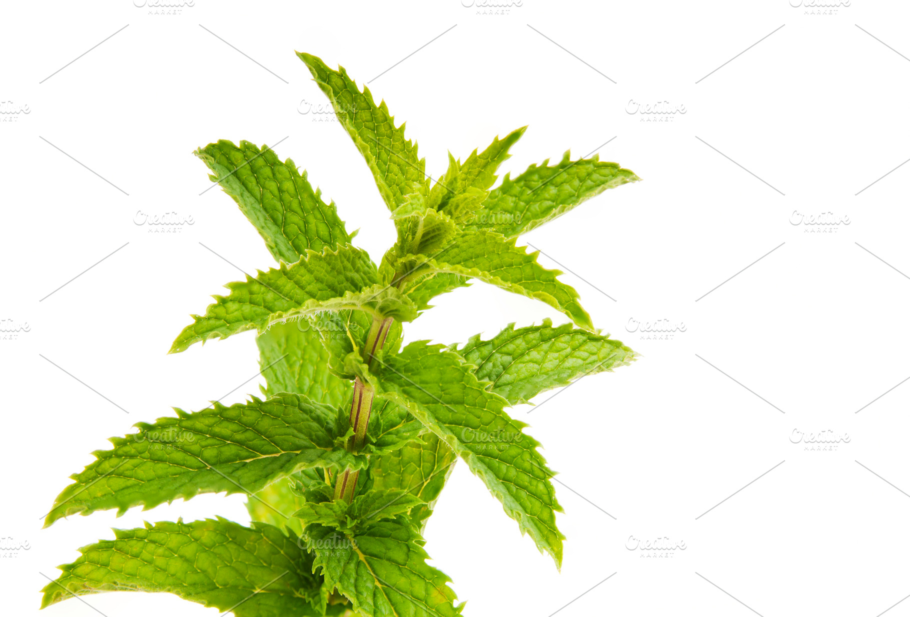 Mint Leaves Isolated, a Food & Drink Photo by THP Creative