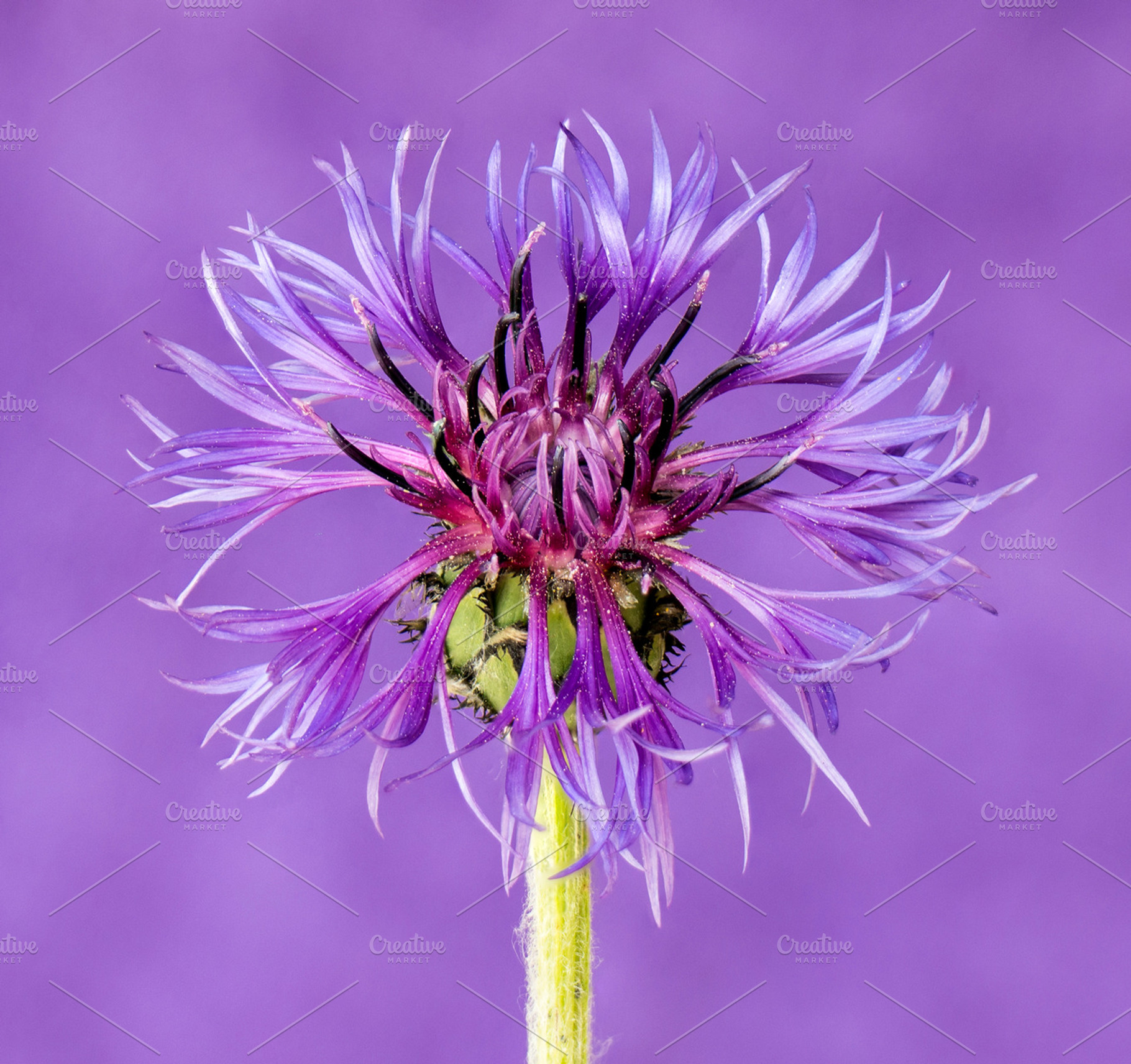 Violet, a Nature Photo by ysajna