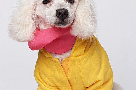 White poodle, an Animal Photo by PixieMe