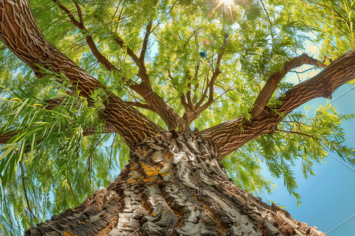 98 Trees view from below, a Nature Photo by Handmadefont (Photo 97 of 98)