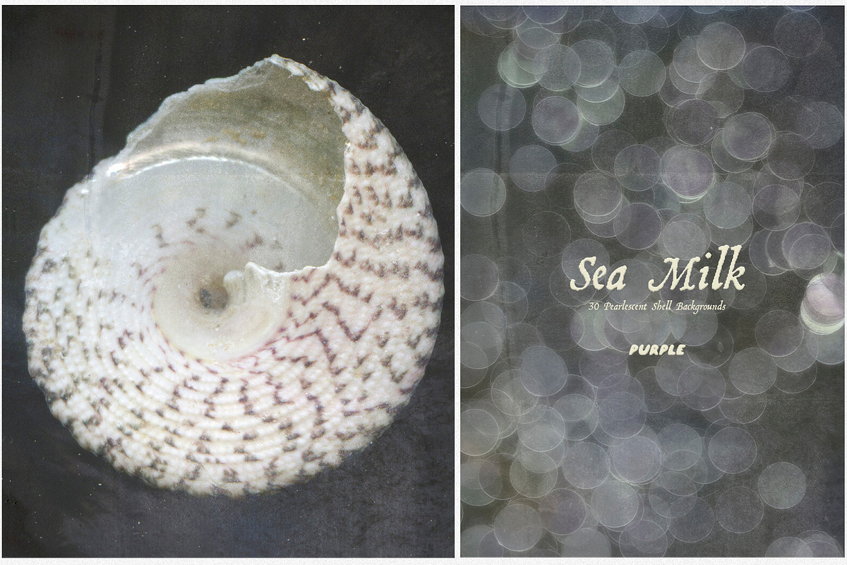 Sea Milk: Sheashell Backgrounds, a Background Graphic by Purple (Photo 8 of 10)