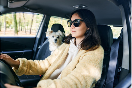 Young woman driving a car with her, an Animal Photo by Gladkov photography