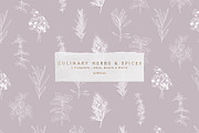 Vector Culinary Herbs & Spices, an Illustration by OM Creativ (Thumbnail 3 of 6)