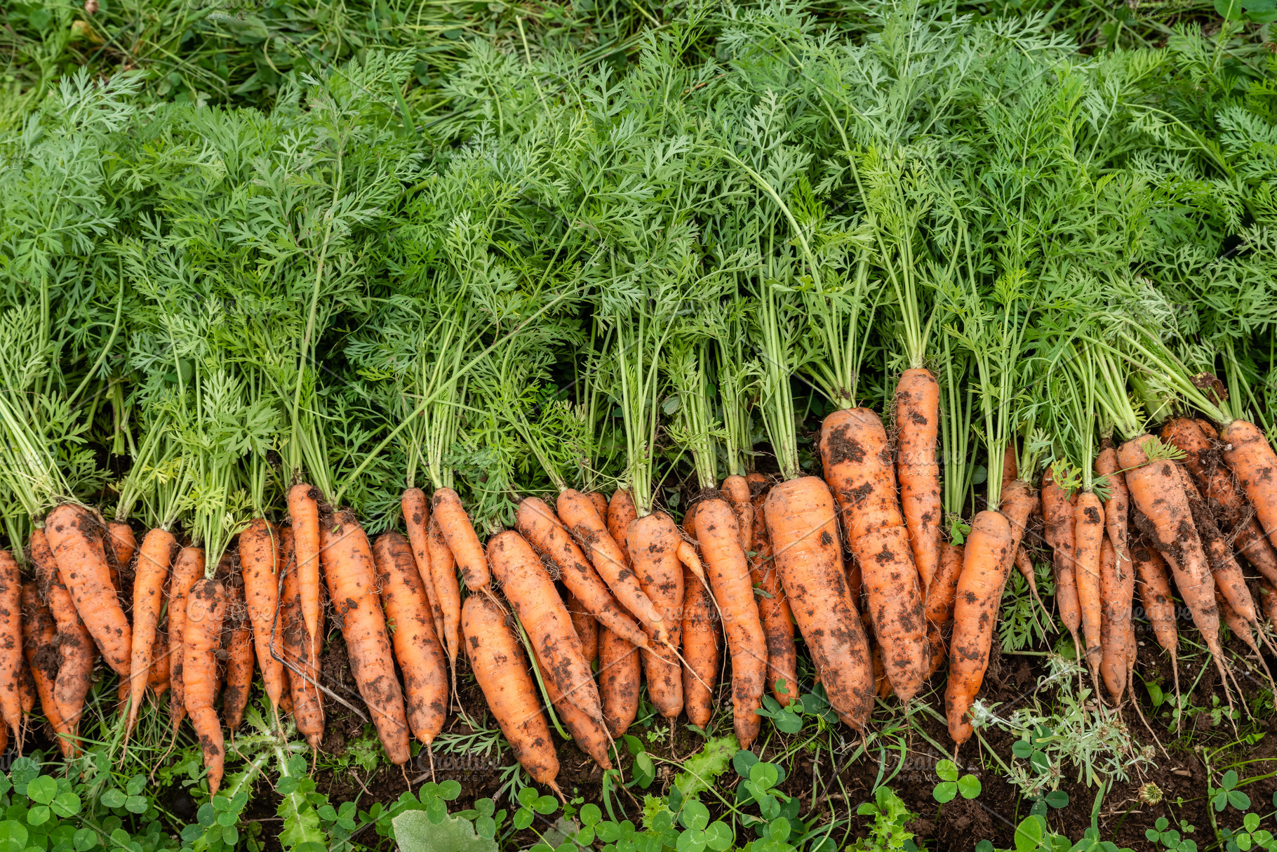 Harvested carrots rowed up, a Photo by Zigzag Mountain Art