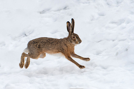 Hare featuring hare, animal, and mammal, an Animal Photo by Byrdyak