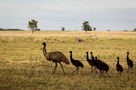Wild Australian Emu with Young