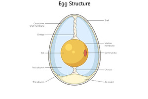 Labeled diagram of internal egg, an Illustration by AlexArt
