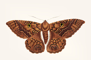 Hand Drawn Of Sable Moth