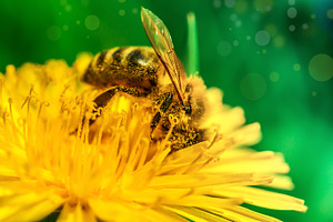 macro picture of bee pollen on a dan