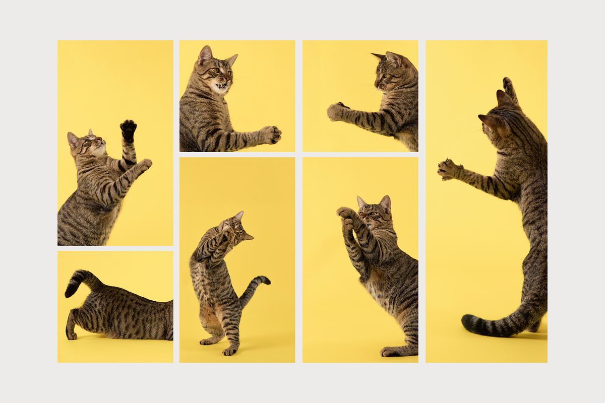 Playful Cat Studio Photo Pack, an Animal Photo by Animalistica (Photo 3 of 4)