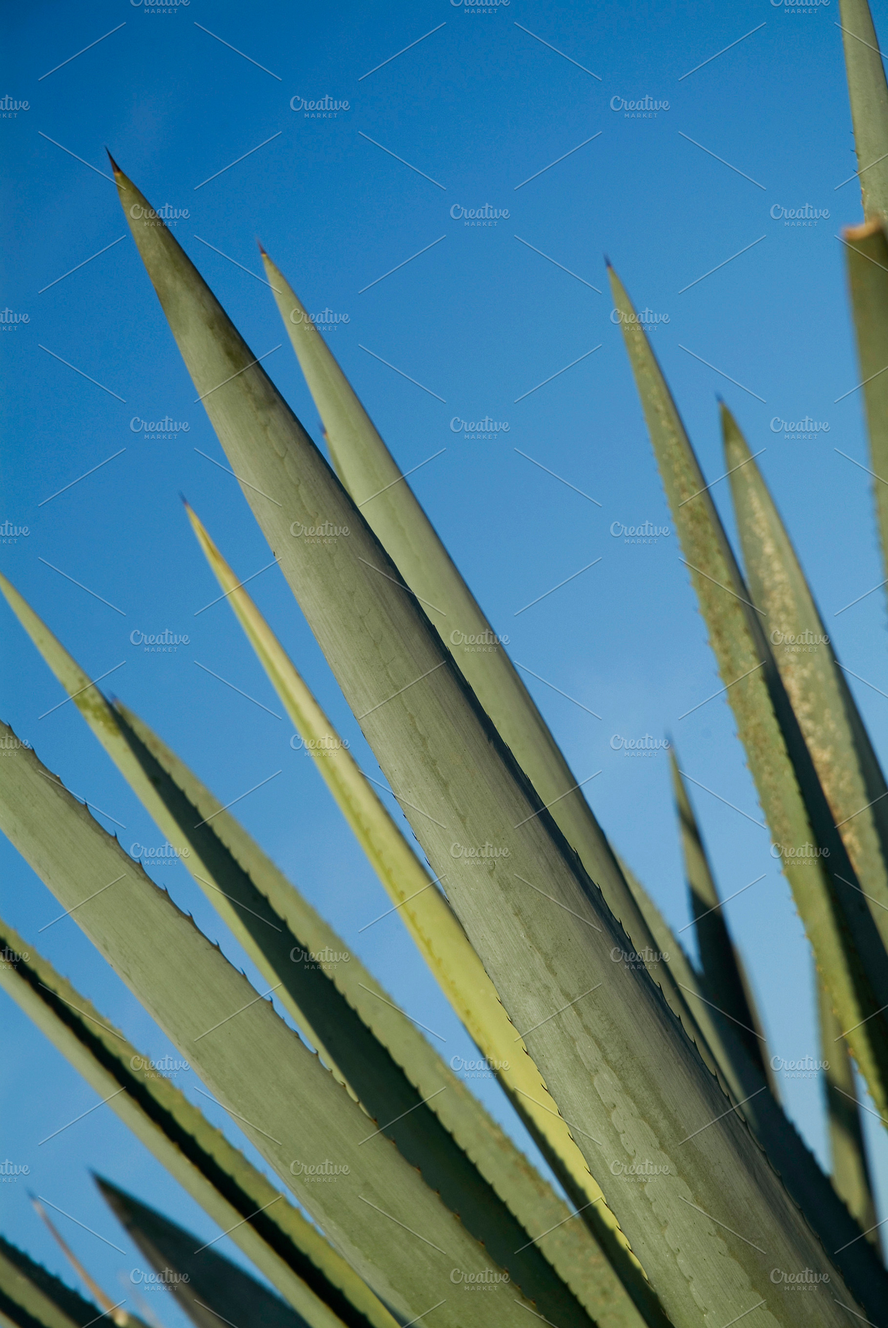 Tequila agave spines closeup, a Photo by Mexico stock images