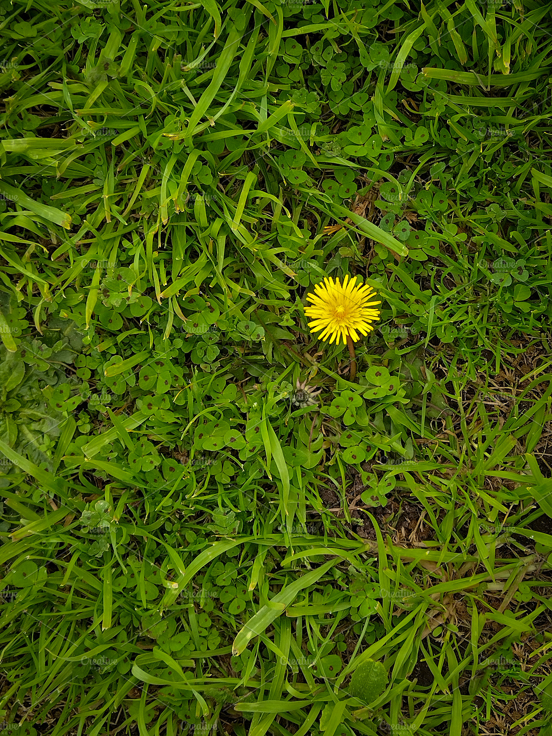 Yellow flower on grass, a Nature Photo by DanFLCreativo