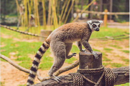 Lemur catta sits on a fence at the, an Animal Photo by Elizaveta Galitskaya