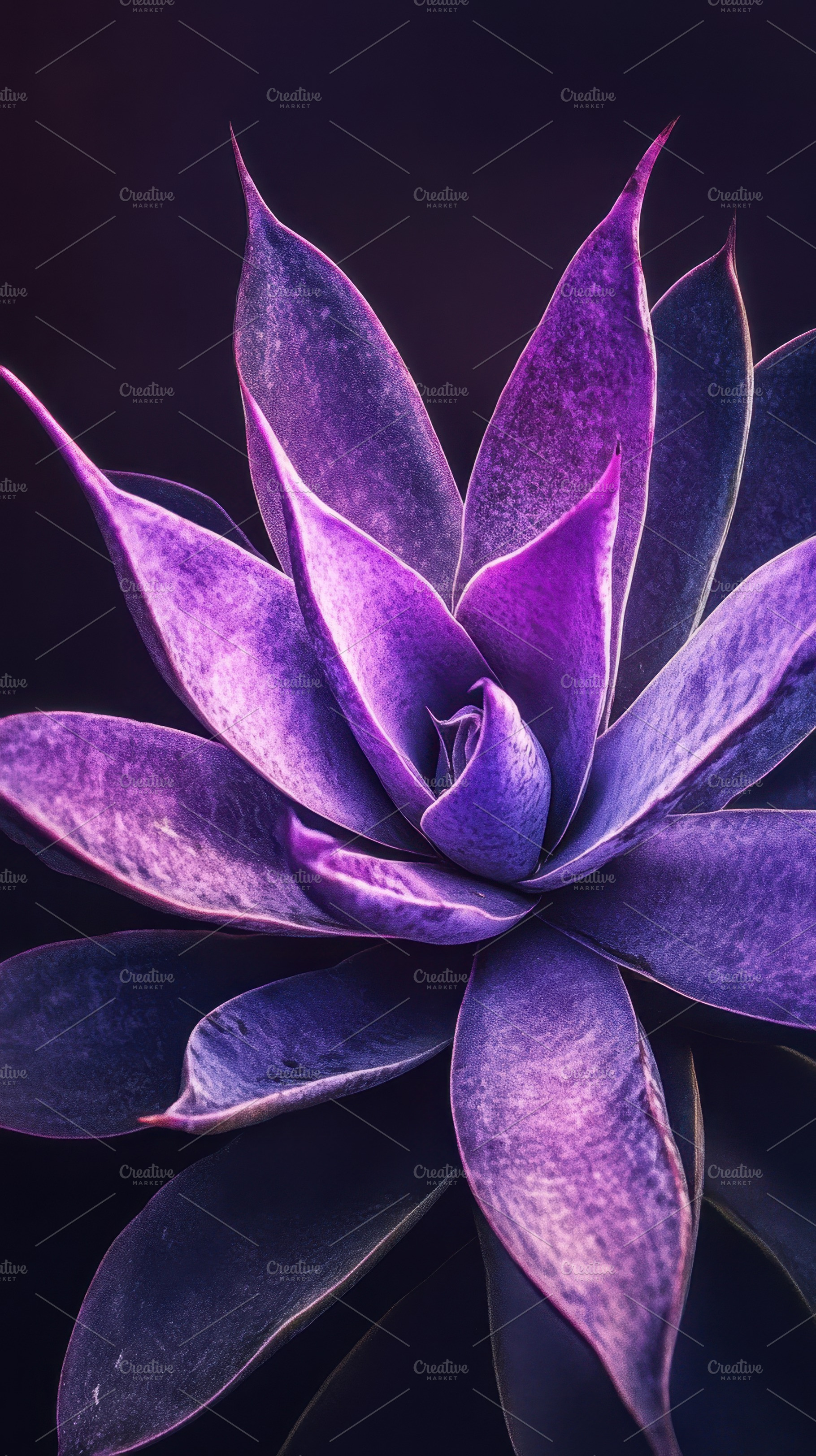 Vibrant purple succulent in focus, a Photo by Beautiful things