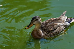 A female Mallard duck Anas platyrhynchos swims calmly in green p, an Animal Photo by ndanko