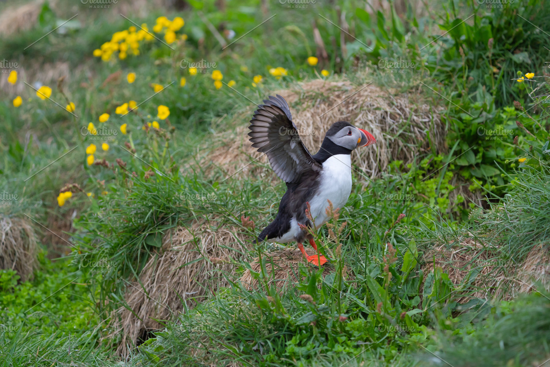 Close up of puffin bird or Fratercula in Iceland in summer seaso, an Animal Photo by Tampatra