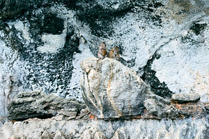 Monkey family on the stone in Phuket, an Animal Photo by AMMi