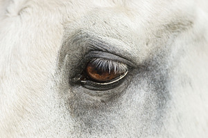 Close up eye of the horse, an Animal Photo by AlexBush