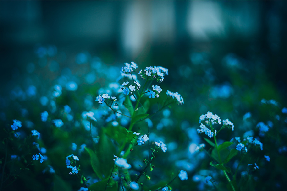 10 Dark tones presets for Lightroom, an Action Add-On by Elijah (Photo 19 of 19)