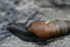 Snail macro