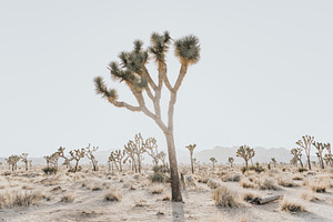 Joshua Tree wide landscape